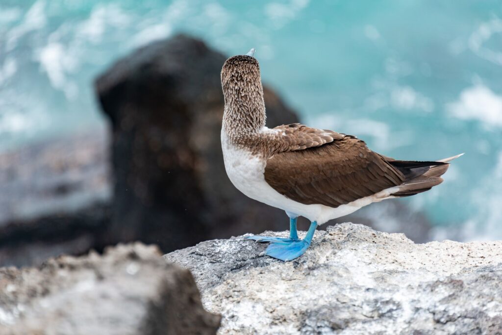 Navegar las Galápagos: El archipiélago indómito a través de nueve singladuras esenciales