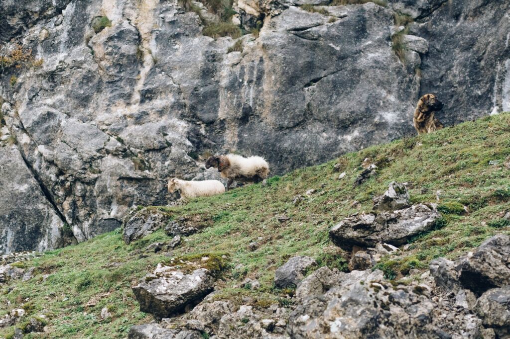 El Renacimiento del Lobo Ibérico en la Sierra de Culebra: Conservación, Coexistencia y Vida Salvaje