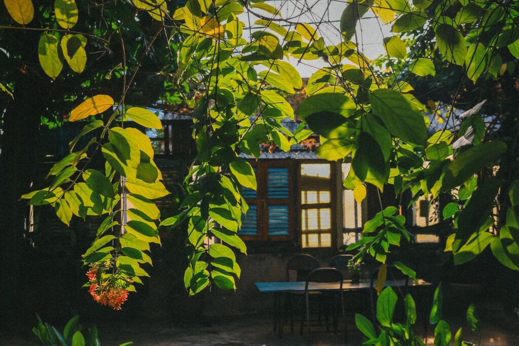 Hospitalidad con Pata y Estilo: Nueve Refugios Caninos de Lujo en Savannah