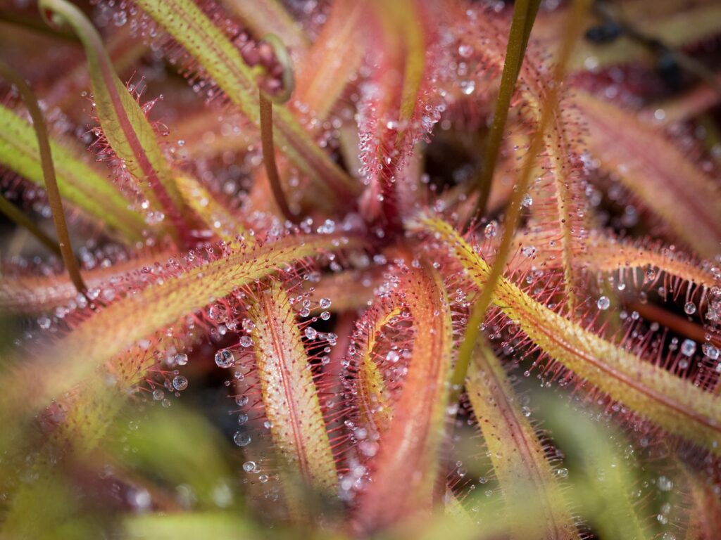 El latido secreto de las turberas de altitud: ecología y conservación en el macizo de Vanoise