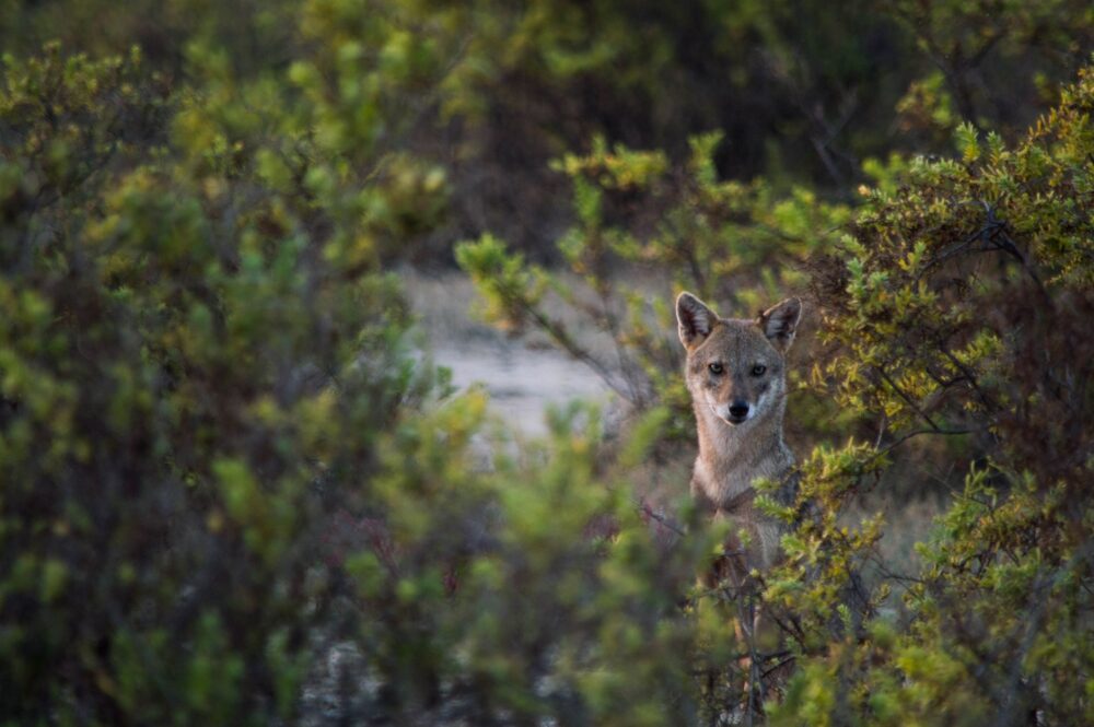 El Renacimiento del Lobo Ibérico en la Sierra de Culebra: Biología, Conflicto y Conservación en el Noroeste Ibérico