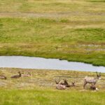El latido ártico del Kungsleden: caminata y renos bajo el sol de medianoche