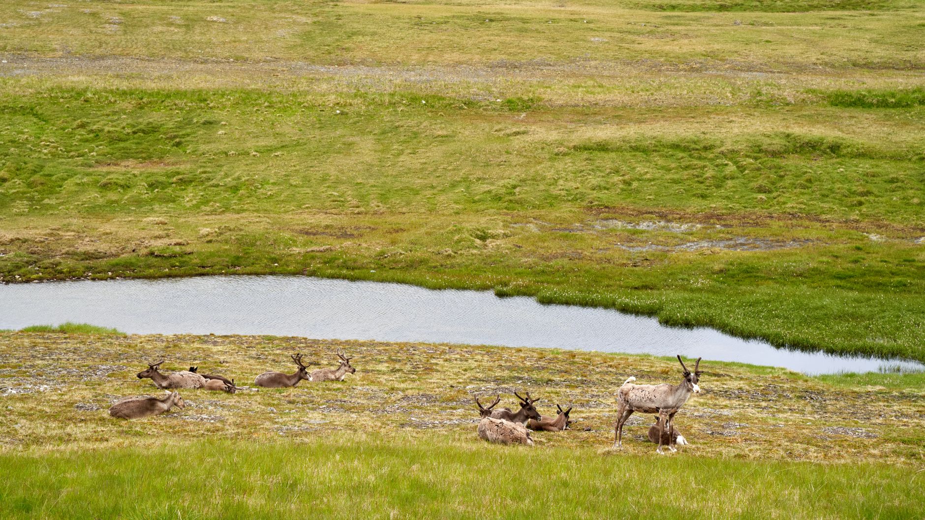 El latido ártico del Kungsleden: caminata y renos bajo el sol de medianoche