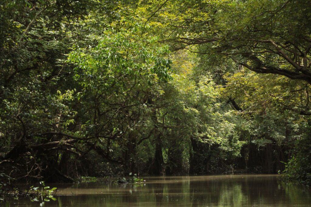 El latido meridional del archipiélago de las Guayanas: Canales de manglar, piraguas de estuario y la conectividad anfibia de la costa guayanesa
