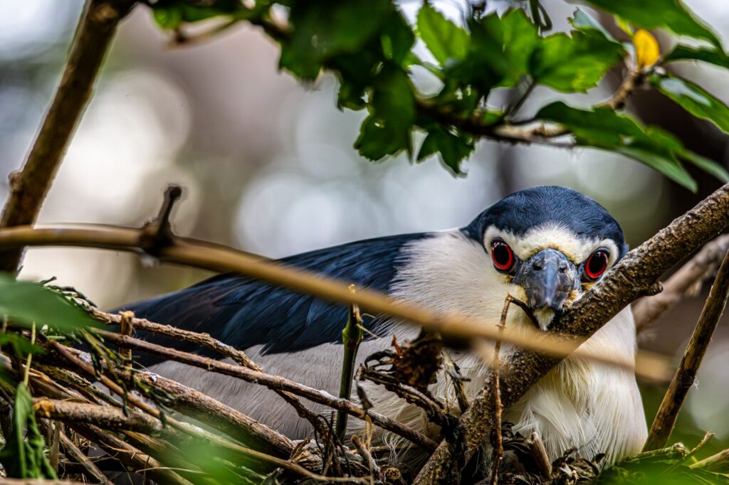 El latido de las sabanas inundables: cómo la restauración del agua y la custodia ganadera transforman la conservación en el Pantanal
