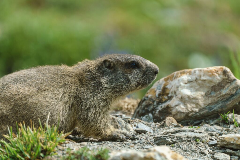 El Santuario de la Marmota Alpina: Biología, Climatología de Alta Montaña y Conservación en los Altos Tatras