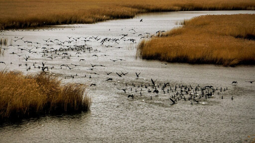 El laberinto de los humedales fósiles: cómo la restauración hidrológica y el transporte fluvial silencioso transforman la conservación en el parque natural de Doñana