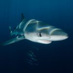 El Refugio del Tiburón Zorro en el Archipiélago de Malpelo: Oceanografía, Upwelling Profundo y Conservación en el Pacífico Oriental