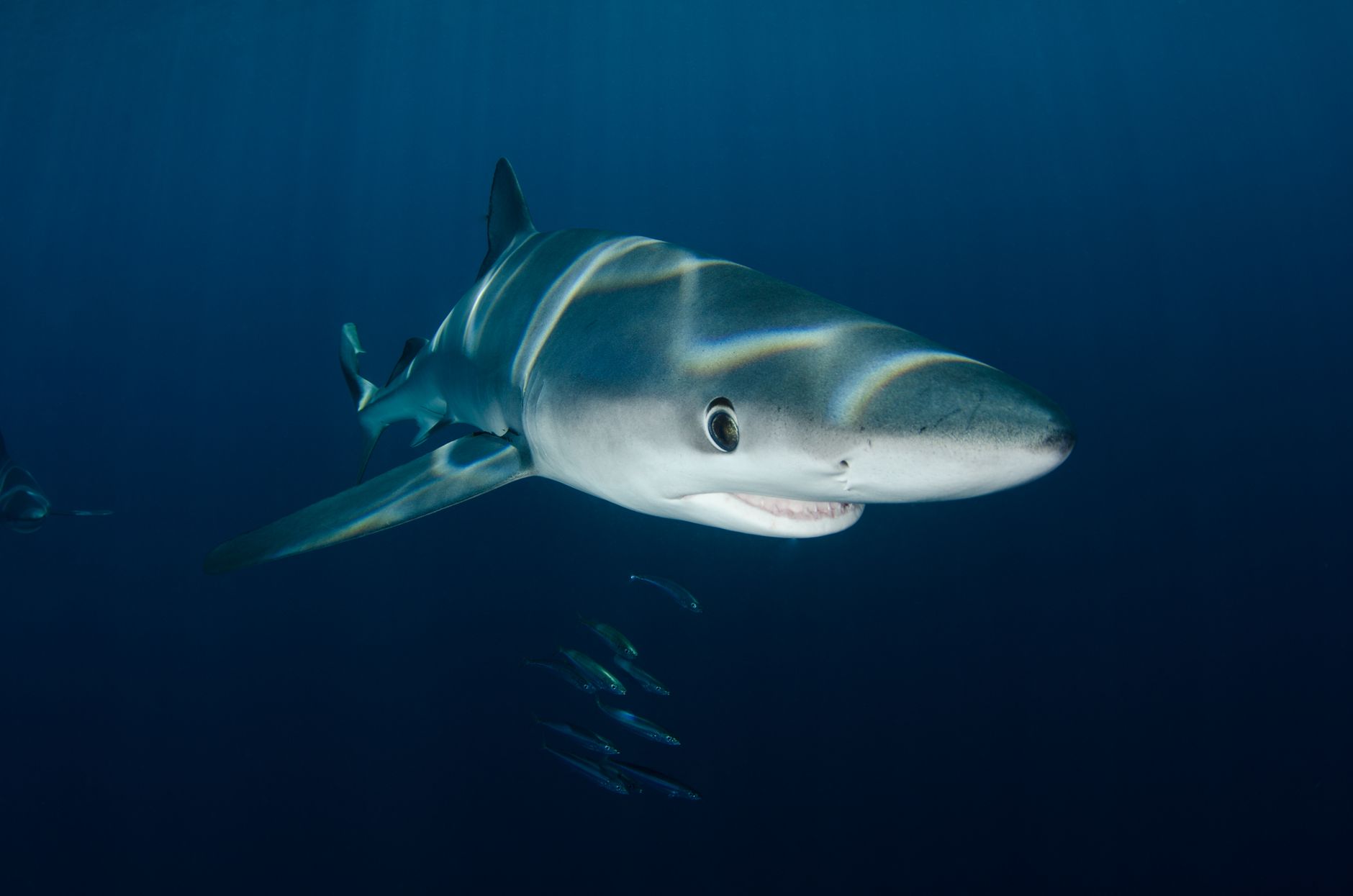 El Refugio del Tiburón Zorro en el Archipiélago de Malpelo: Oceanografía, Upwelling Profundo y Conservación en el Pacífico Oriental