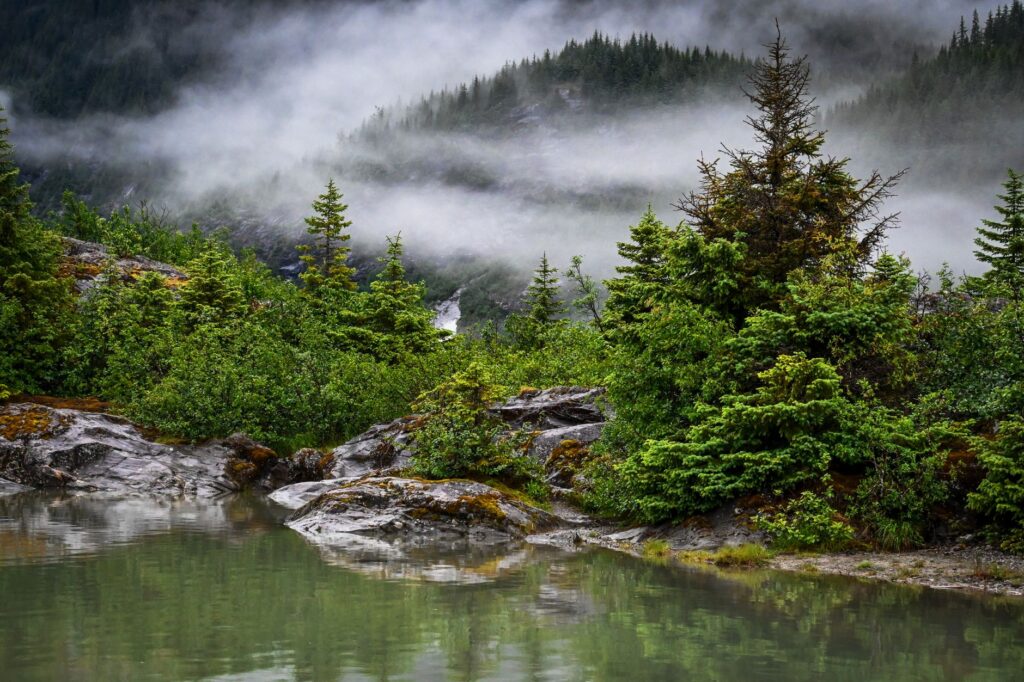 El refugio del oso kodiak en el archipiélago de las Kodiak: ecología insular y conservación en los bosques boreales de Alaska
