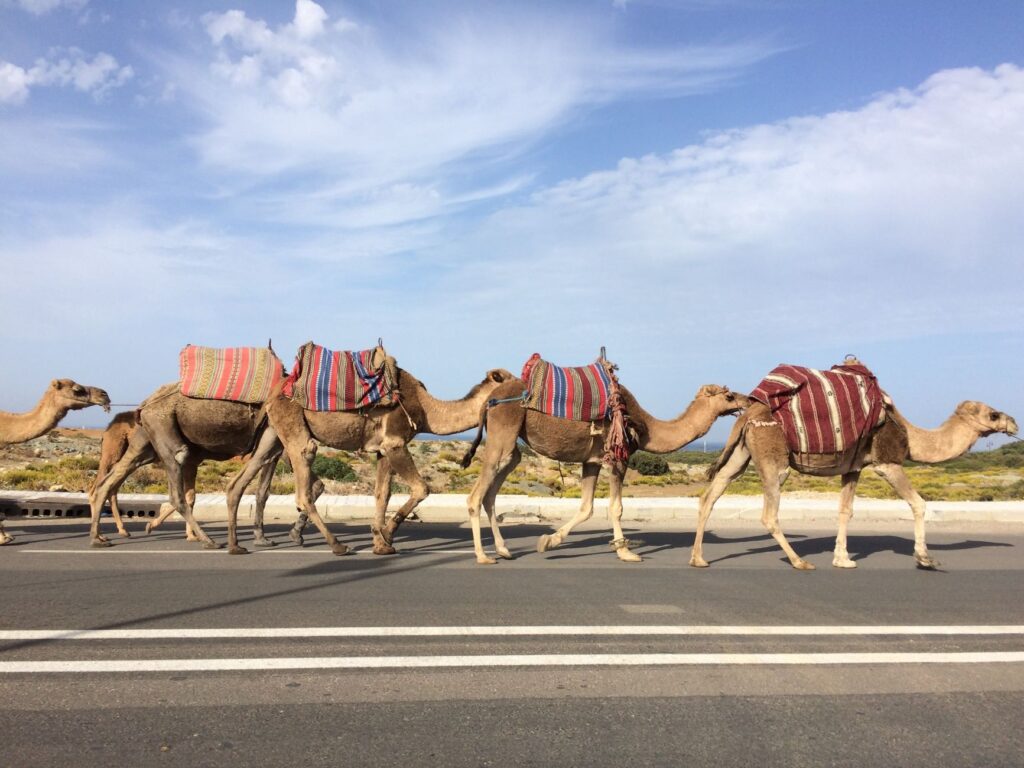La Travesía del Desierto de Danakil en Caravana: Guía de Expedición y Logística Extrema por las Tierras Más Bajas y Cálidas del Planeta