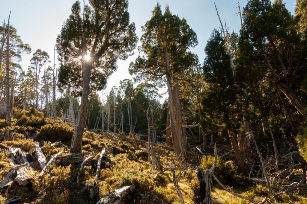 El laberinto de hierro y matorral: La odisea logística del tren de las tierras altas de Tasmania