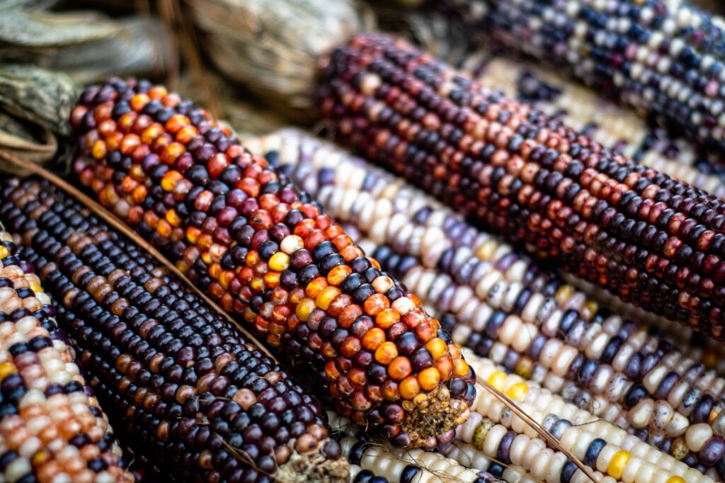La despensa oculta de Tenochtitlan: el Mercado de San Juan y los rituales del ingrediente salvaje