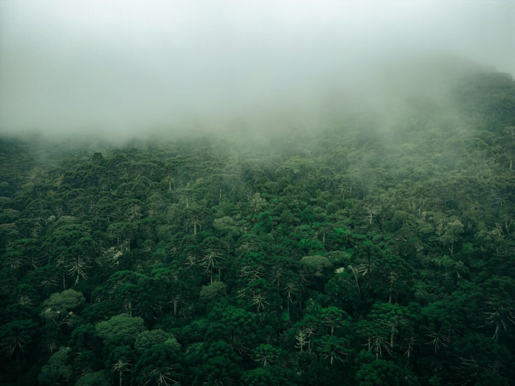 El laberinto de los bosques nubosos: cómo la movilidad comunitaria y los senderos aéreos transforman el transporte en Monteverde