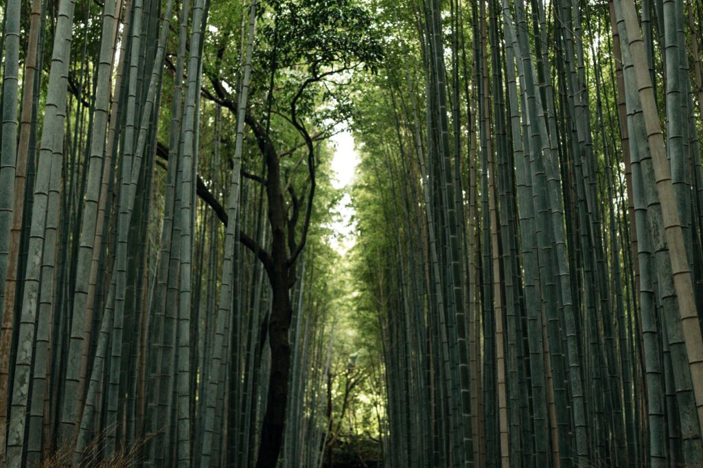 El silencio milenario de los bosques de bambú de Arashiyama: ingeniería de riego ancestral y bienestar zen en la periferia de Kioto