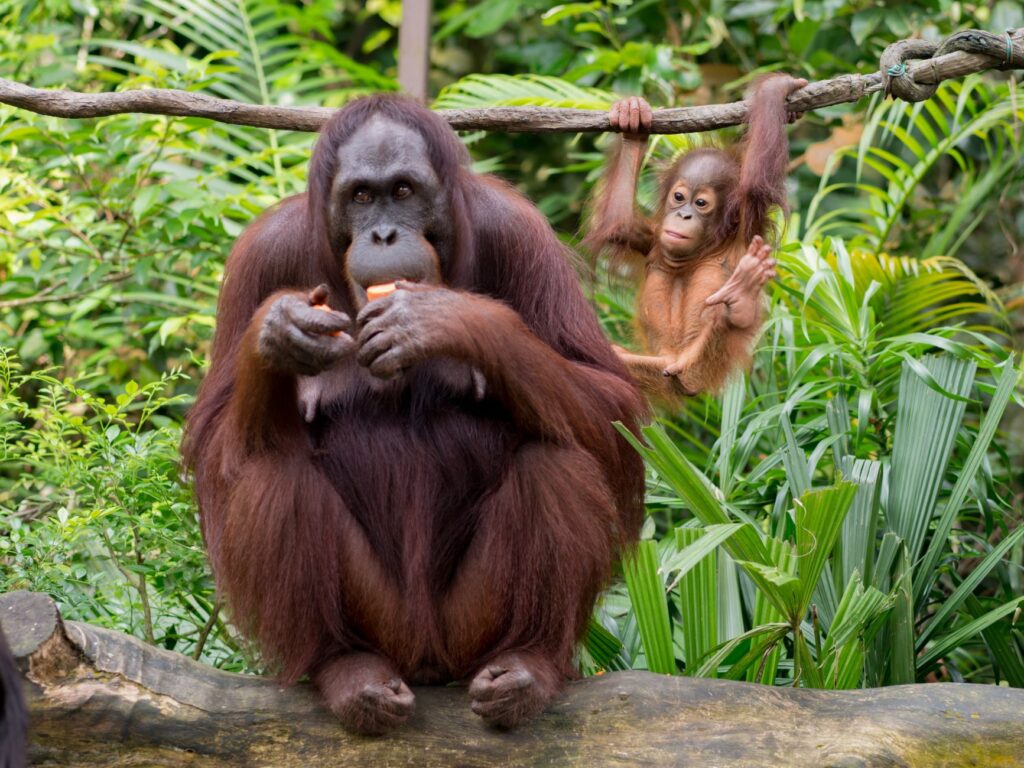 La Selva de Borneo: Una Inmersión Profunda en el Corazón Verde del Sudeste Asiático