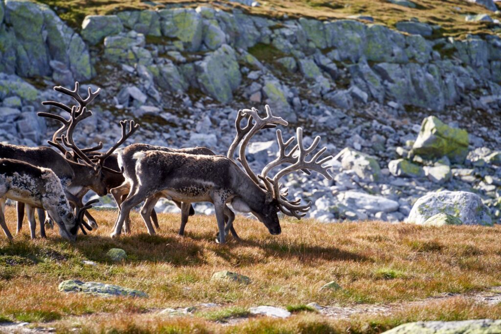 El latido ártico del Kungsleden: caminata y renos bajo el sol de medianoche