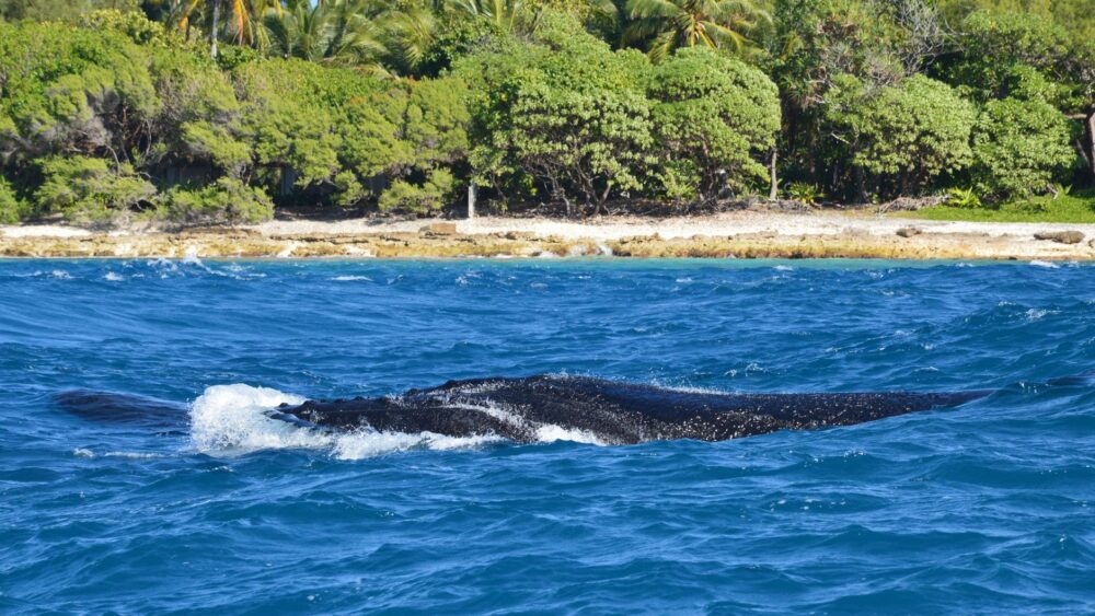 El santuario de la ballena jorobada en el banco de Silver: oceanografía, migraciones y conservación en las profundidades del Caribe dominicano