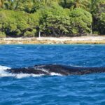 El santuario de la ballena jorobada en el banco de Silver: oceanografía, migraciones y conservación en las profundidades del Caribe dominicano
