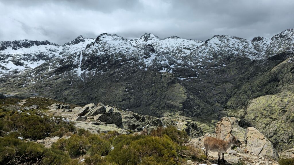 El refugio de la cabra montés en los riscos de Gredos: ecología rupícola y conservación en el macizo abulense