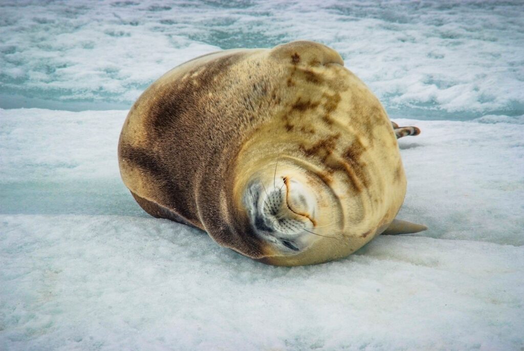 El Santuario Submarino del Mar de Ross: Aislamiento Austral, Dinámicas de Hielo Marino y Conservación en el Océano Antártico