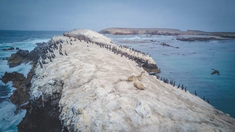 El refugio de la foca monje en las Cicladas: oceanografía, dinámicas litorales y conservación en el mar Egeo