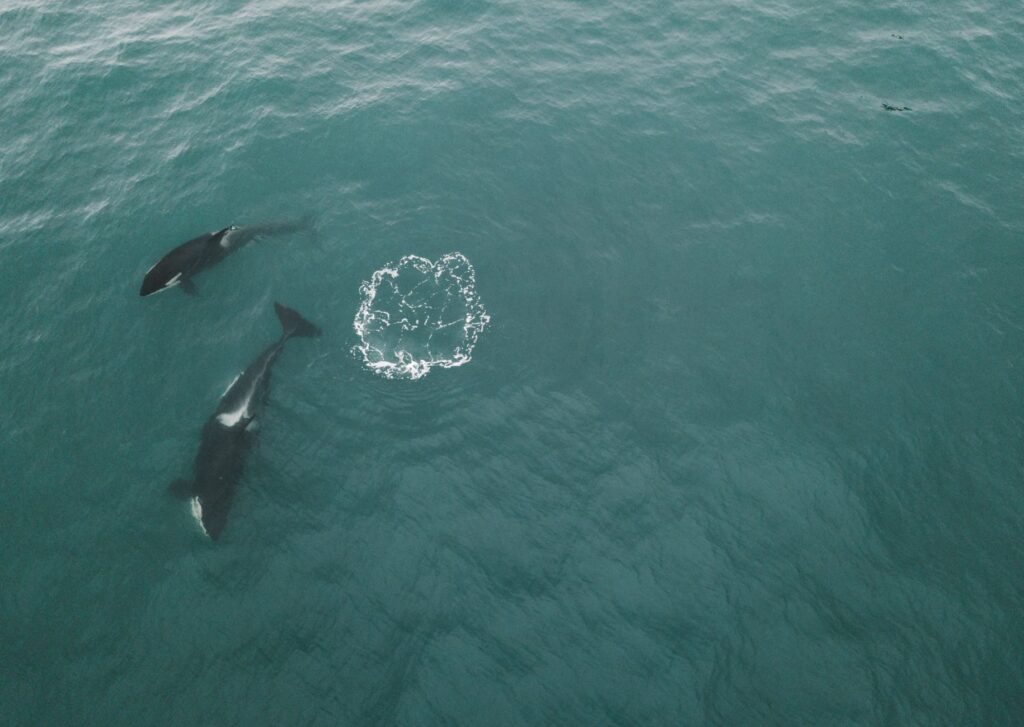 El silencio del agua fría: cuando quince orcas cambiaron el rumbo de una expedición en La Ventana