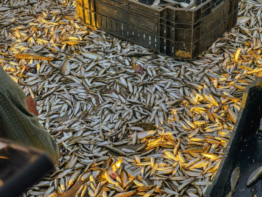 El secreto de la espuma y el Atlántico: la liturgia del percebe y la pesca extrema en las rompientes de la Costa da Morte