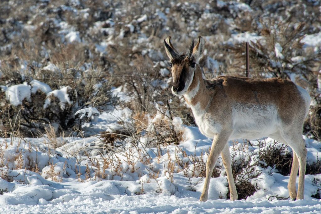 La Migración del Berrendo en el Gran Ecosistema de Yellowstone: Resiliencia y Conservación en la Frontera de Wyoming