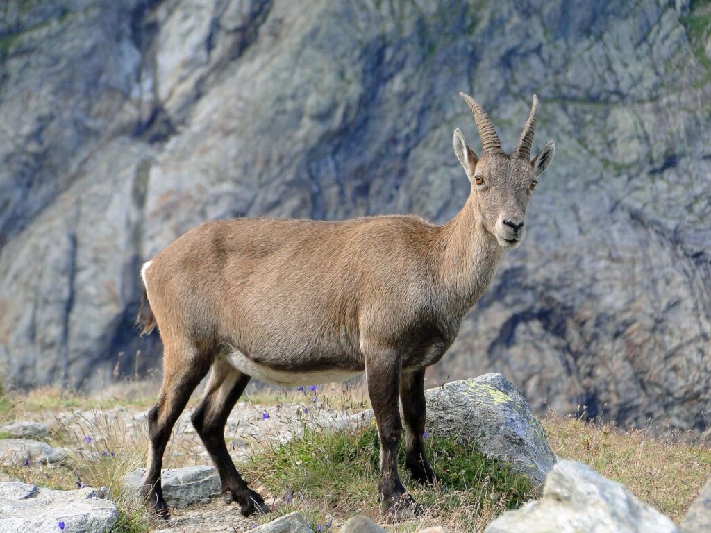 El Refugio de la Gacela de los Acantilados en los Montes Simien: Biología, Corredores Rupícolas y Conservación en el Techo de África