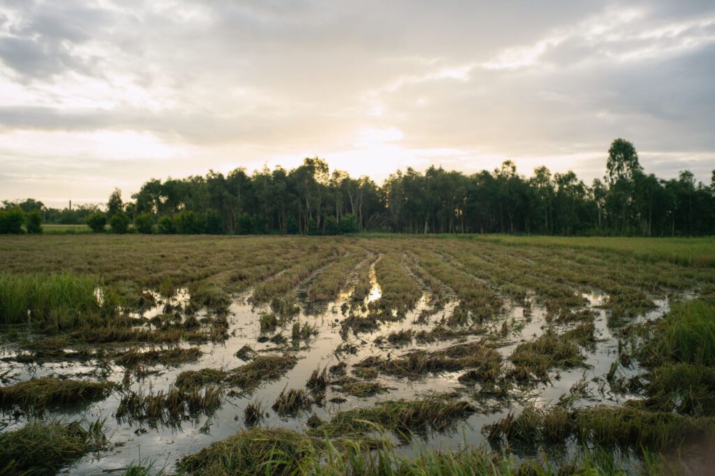 El Refugio del Oso Hormiguero Gigante en los Llanos: Ecología de Sabana y Conservación en la Orinoquia