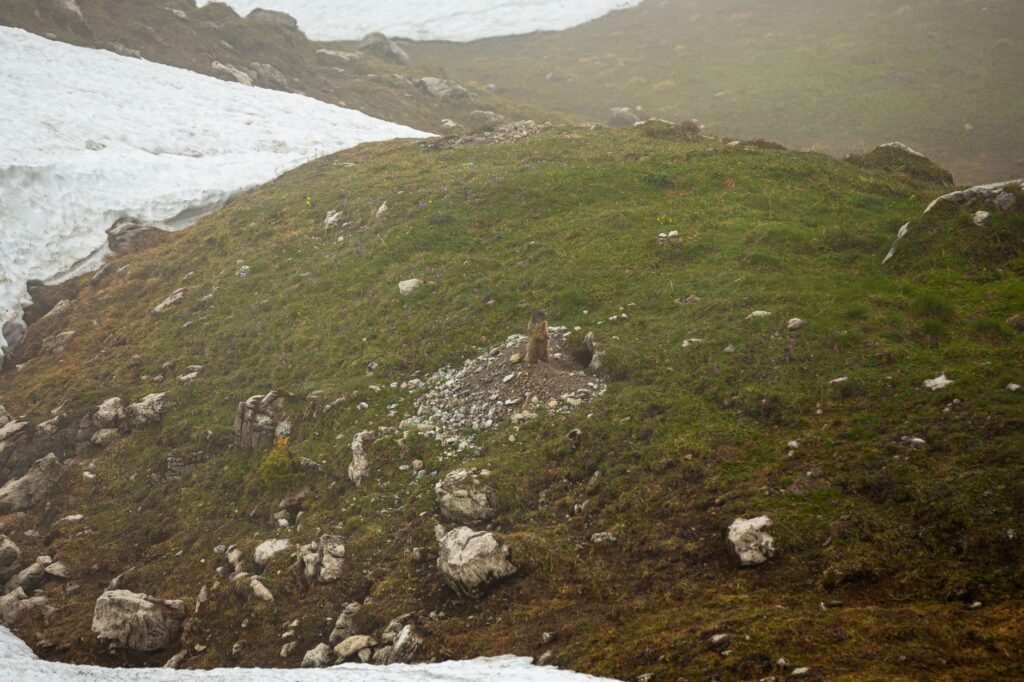 El Refugio de la Marmota Alpina en el Parque Nacional de los Tatras: Biología, Climatología de Alta Montaña y Conservación en los Cárpatos