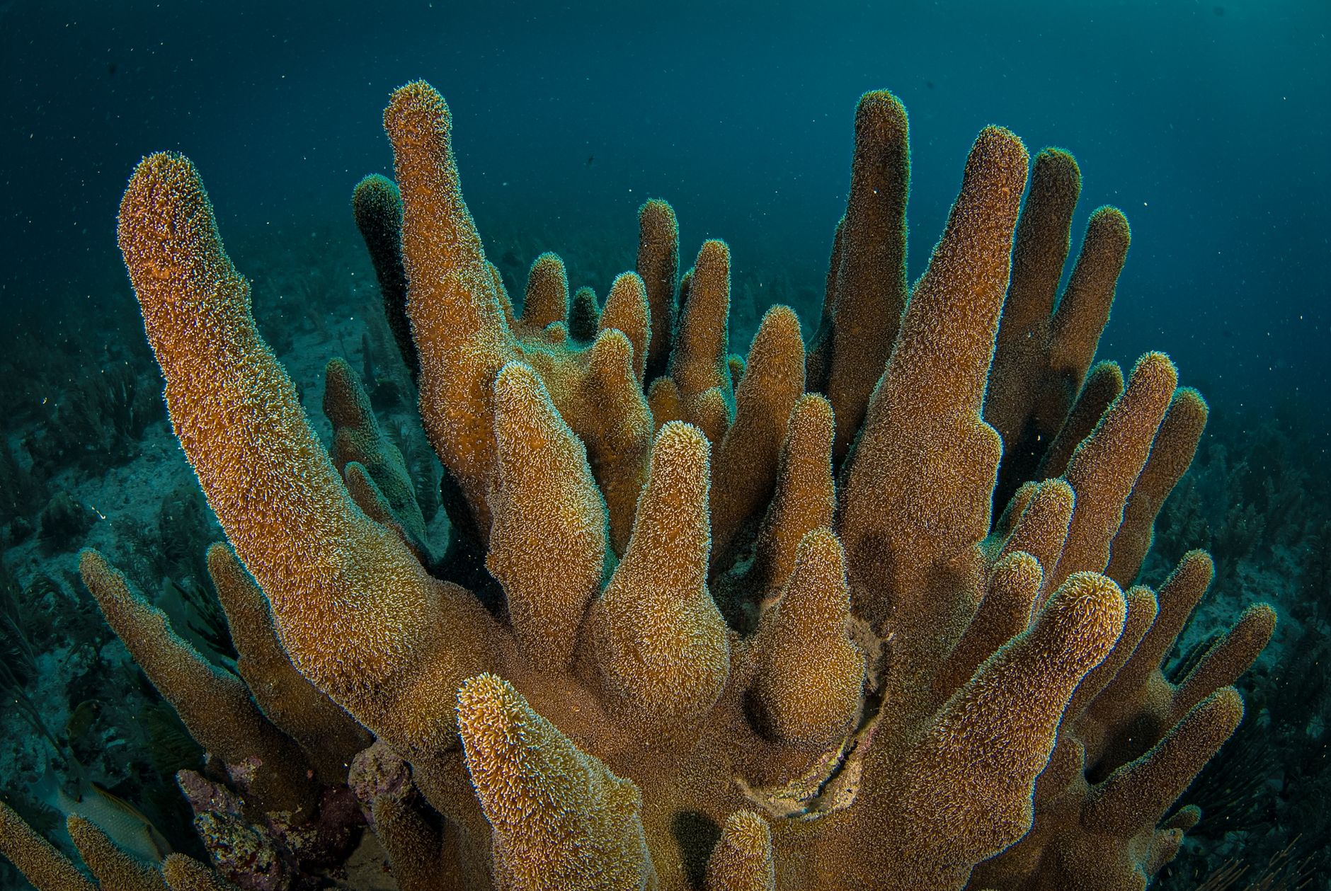 El Refugio de los Arrecifes de Coral de Banco Chinchorro: Oceanografía, Barreras Atolones y Conservación en el Caribe Mexicano
