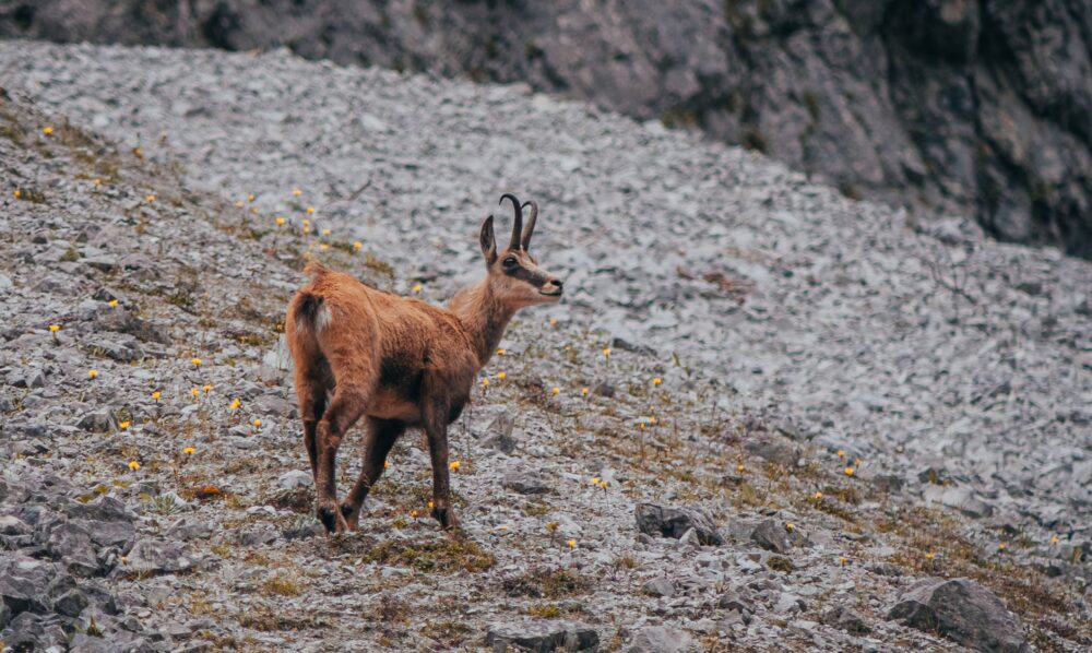 El Refugio de la Gamuza de los Alpes Dináricos: Biología, Corredores Kársticos y Conservación en el Parque Nacional de Durmitor