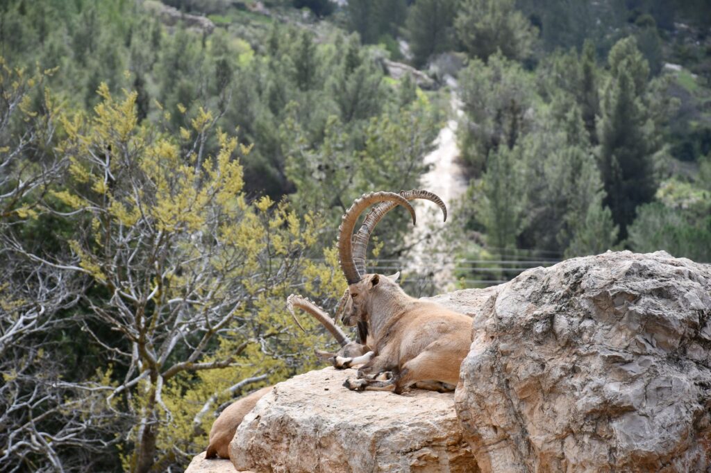 El refugio de la cabra montés en los riscos de Gredos: ecología rupícola y conservación en el macizo abulense