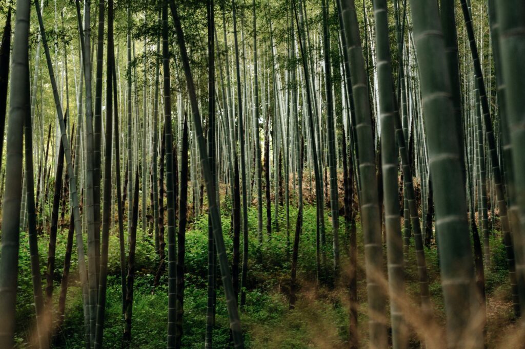 El silencio milenario de los bosques de bambú de Arashiyama: alquimia vegetal y descanso profundo en el confín de Kioto