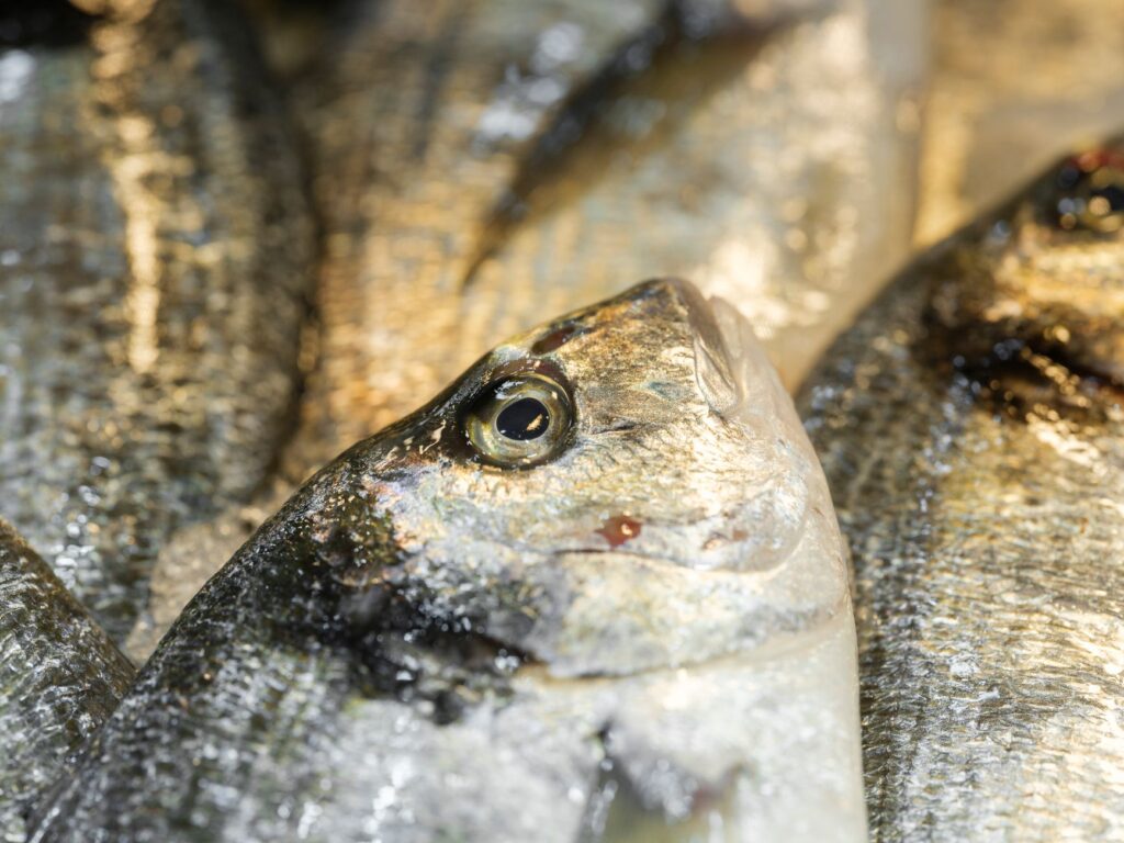 El secreto de la juncia y el estuario: la liturgia del Mercado Central de Cádiz y los tesoros de la Bahía