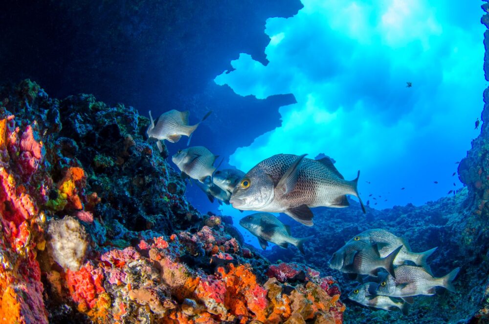 El refugio de los corales negros en el archipiélago de Revillagigedo: oceanografía profunda y conservación en los abismos del Pacífico mexicano
