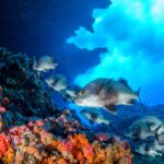 El refugio de los corales negros en el archipiélago de Revillagigedo: oceanografía profunda y conservación en los abismos del Pacífico mexicano