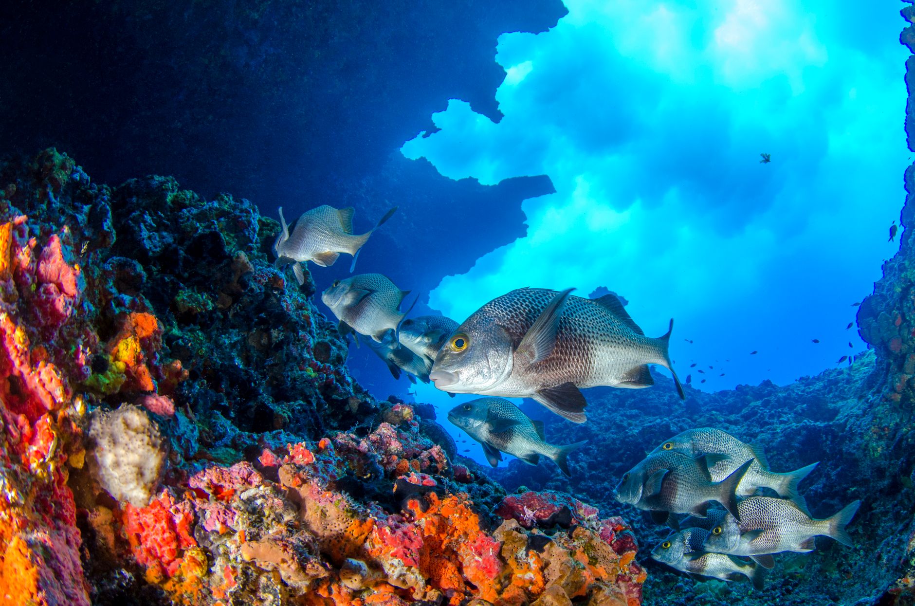 El refugio de los corales negros en el archipiélago de Revillagigedo: oceanografía profunda y conservación en los abismos del Pacífico mexicano
