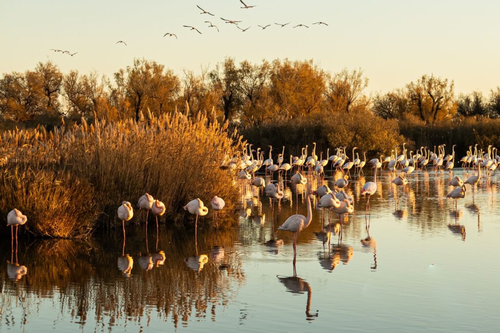 El pulso del delta del Ródano: cómo la renaturalización de las salinas y la gestión hídrica comunitaria salvan la Camarga