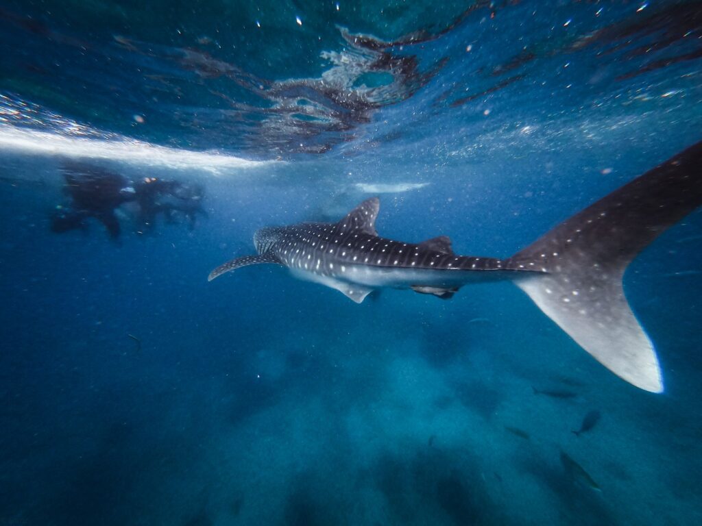 El refugio del tiburón ballena en la Bahía de Cenderawasih: oceanografía, afloramientos y conservación en Papúa Occidental