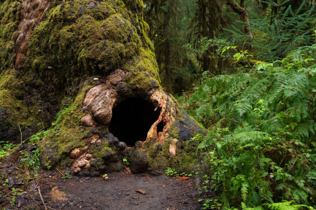 El silencio milenario de los fiordos de Haida Gwaii: navegación de bajura y arquitectura totémica en el archipiélago boreal