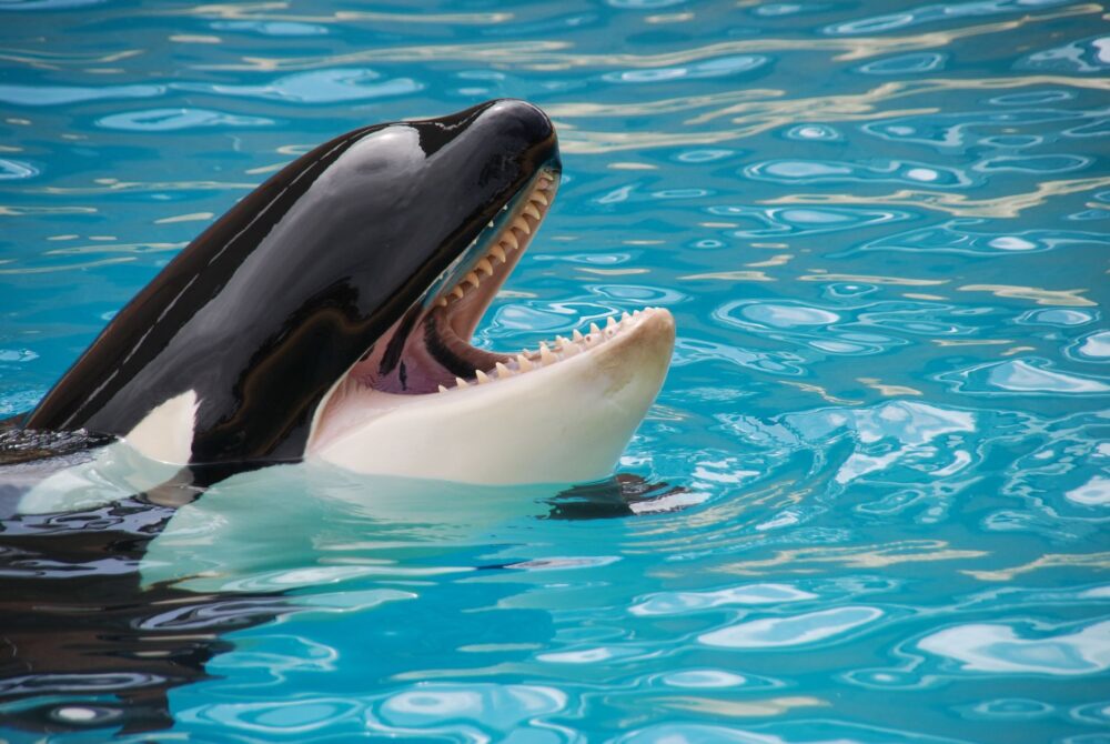 México suspende el nado con orcas: el fin de un experimento y el dilema de la fauna marina