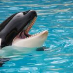 México suspende el nado con orcas: el fin de un experimento y el dilema de la fauna marina