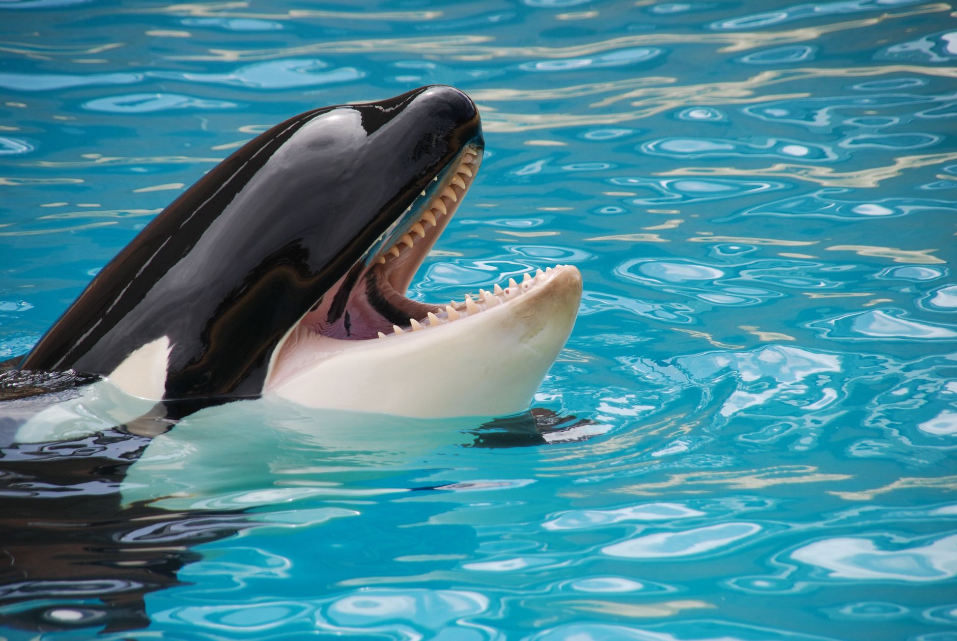 México suspende el nado con orcas: el fin de un experimento y el dilema de la fauna marina