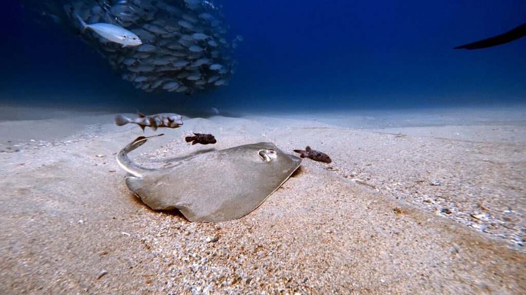 El Refugio del Tiburón Zorro en el Archipiélago de Malpelo: Oceanografía, Upwelling Profundo y Conservación en el Pacífico Oriental