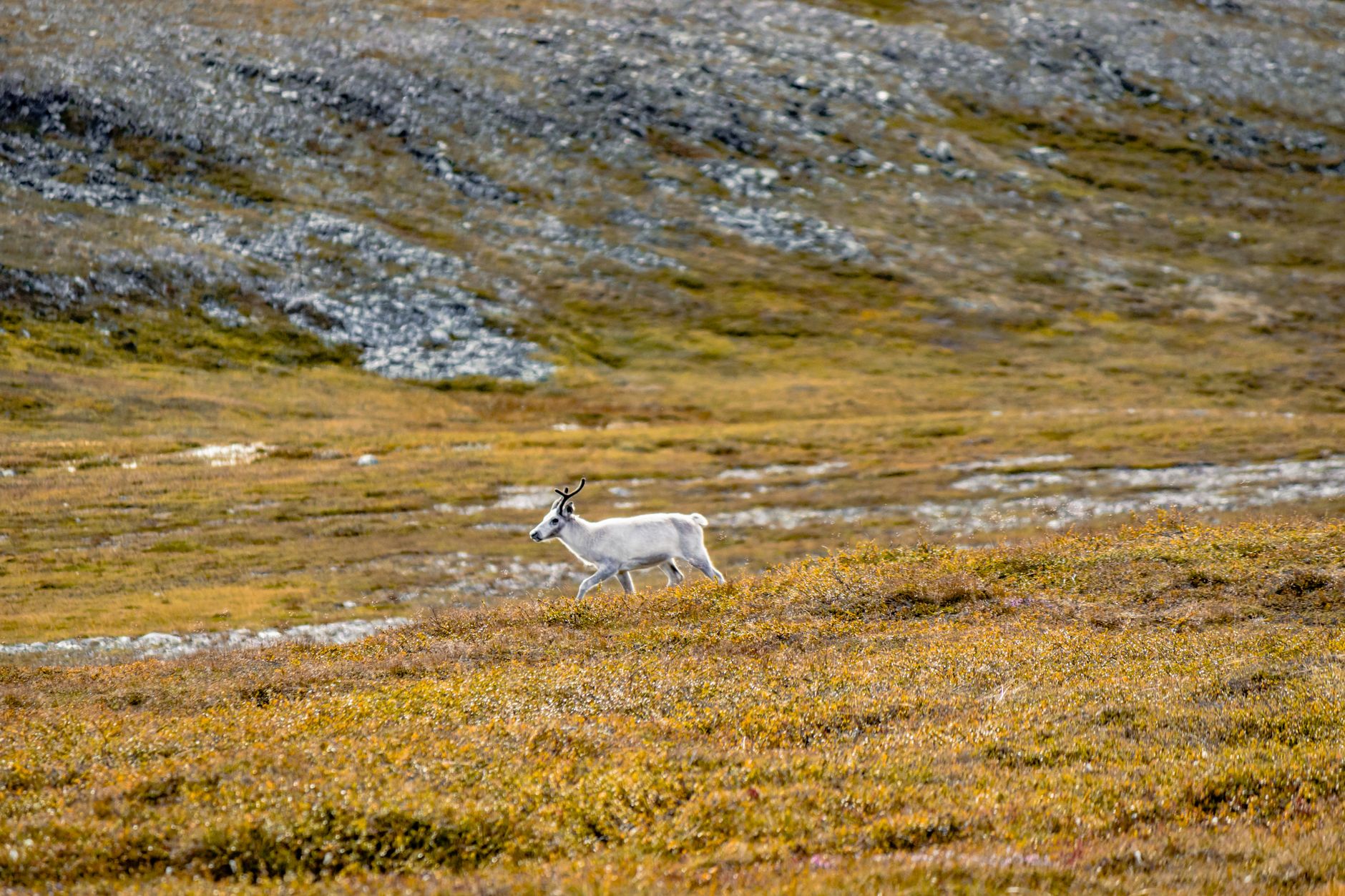 El Desafío de la Senda de Kungsleden: Guía de Expedición y Senderismo por la Tundra Ártica de Suecia