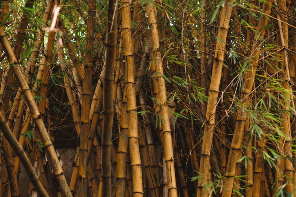 El latido verde de Kanepokhari: cuando el bambú redefine el ecoturismo en el Terai de Nepal