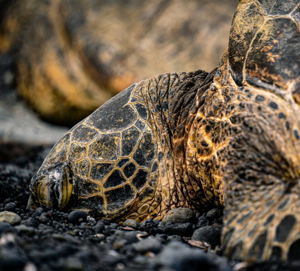 El refugio de la tortuga laúd en la costa de Michoacán: oceanografía, corrientes costeras y conservación en las playas de Mexiquillo
